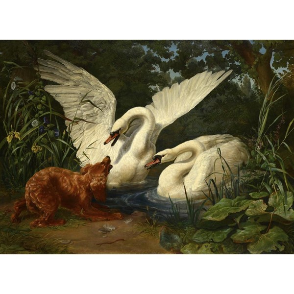 TWO SWANS STARTLED BY A HOUND Image